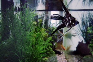 Fish Tank